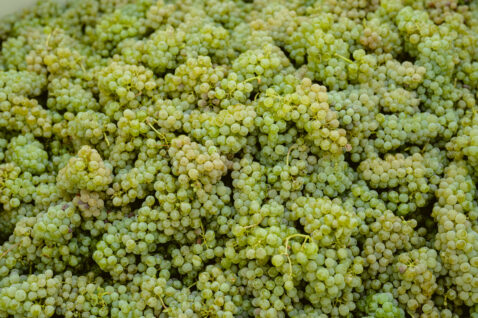 White grape clusters piled on top of each other