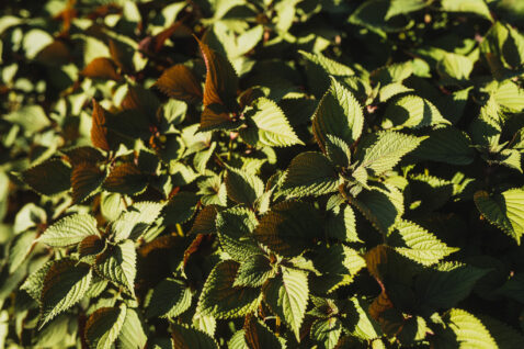 Closeup of green leaves in the farm