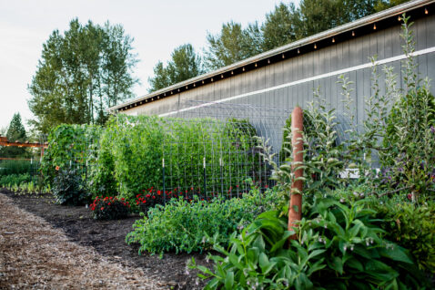 Green produce, vines and trees along the side of the Matthews tasting room building