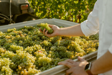 A males hand holding a white grape cluster from a larger bin of grapes