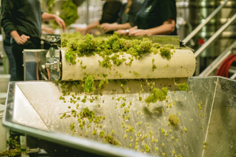 White grapes falling off a sorting table into a catcher