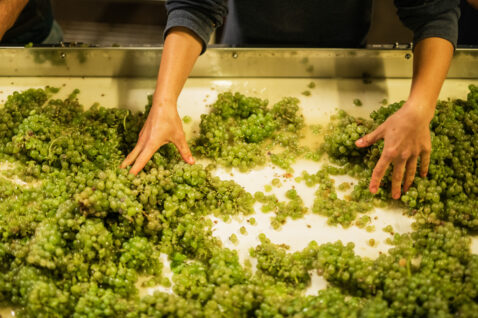 Hands sorting unwanted materials out of white grapes on a sorting table