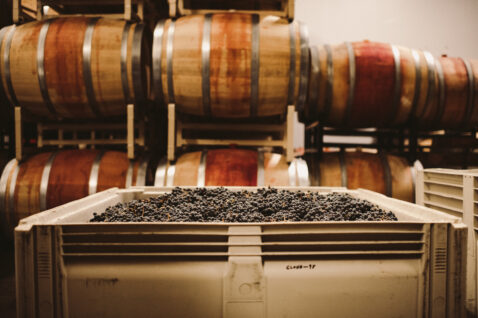 Red grapes in large bin with stacked barrels in the background