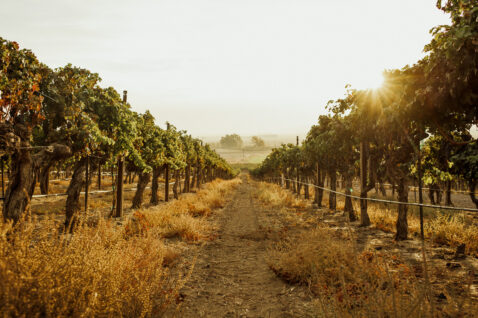 Early morning glow looking down a vineyard row