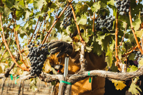 Close up of vineyard worker picking a cluster of red grapes off a vine