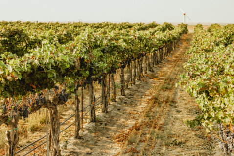 Vibrant green canopy, looking down a vineyard row