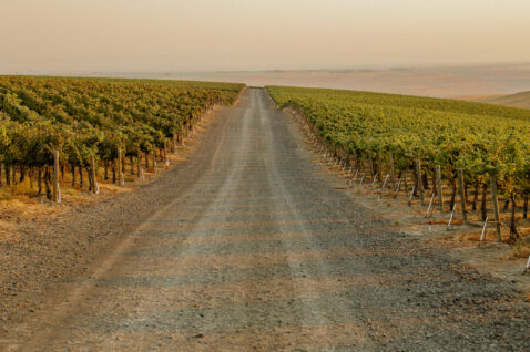 Looking down the center of a gravel road surrounded by vineyards