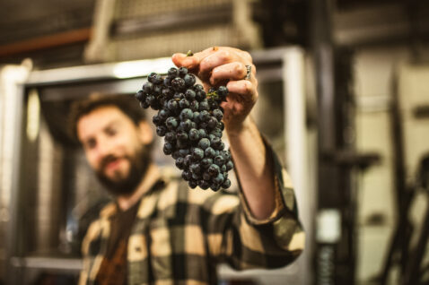 Male employee holding up a cluster of red grapes