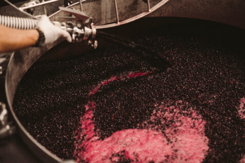 Looking into a cement tank full of crushed red grapes and an employee filling the top via a hose