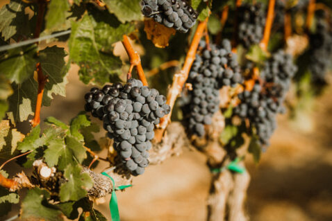 Close up of red grape clusters hanging on vine