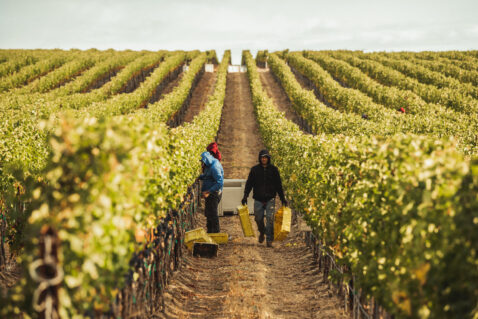 Looking down a vineyard row with two workers in the distance carrying buckets