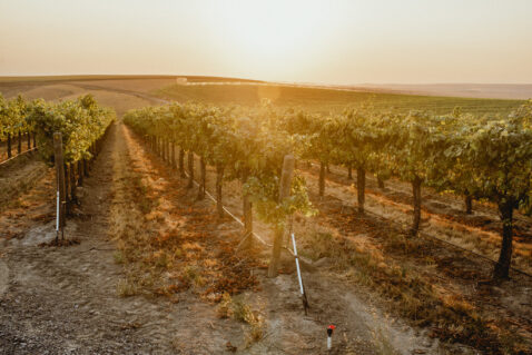 Looking down vineyard rows during a golden dusk