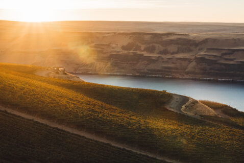Looking down on vineyard rows along a hillside above the Columbia River
