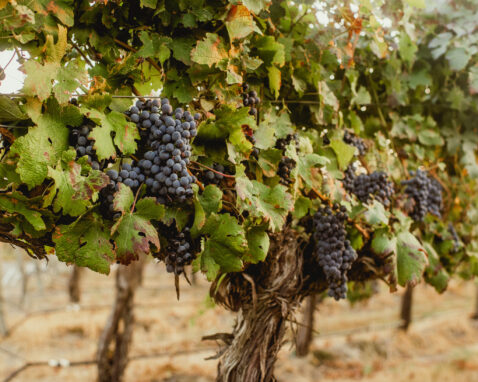 Red grape clusters hanging from old green vines