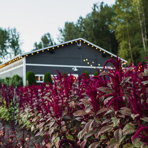 Magenta flowers in rows with the Matthews building in the background