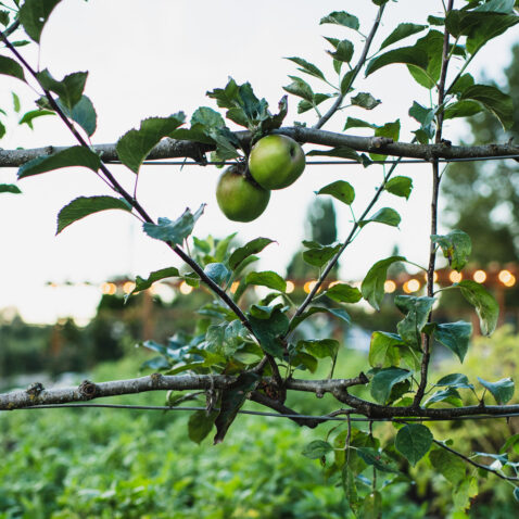Close up of green apples on branches