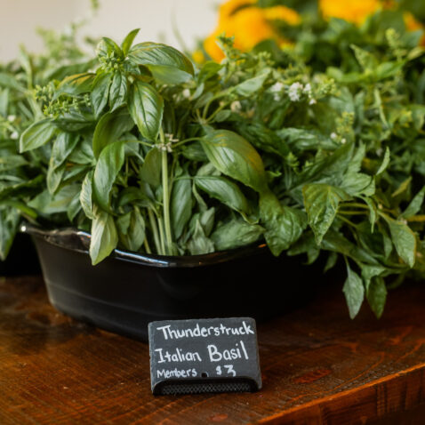 Italian basil in black pots for sale at the Wine Club market