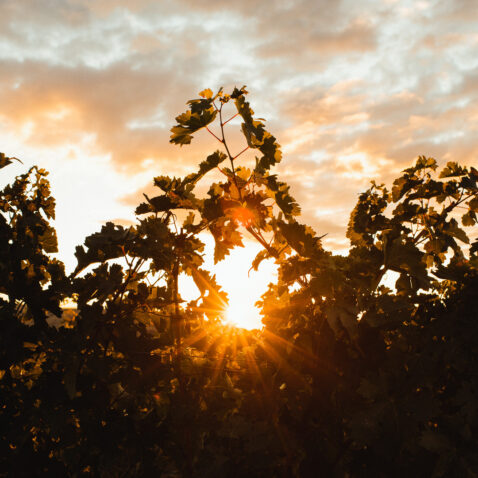 Looking at the sun setting between two vines