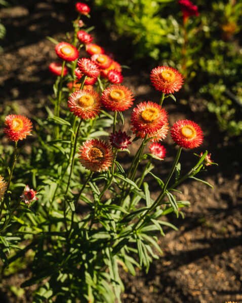 Closeup of red and yellow flowers