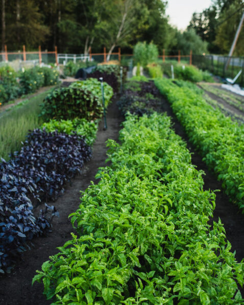 Looking down a row of lush green produce on the farm