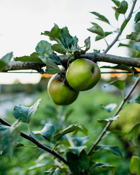 Green apples hanging from a branch