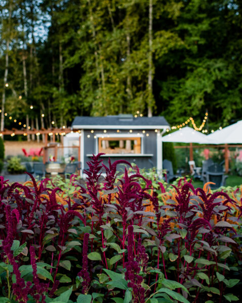 Magenta flowers in the foreground and Matthews farm kitchen in the background