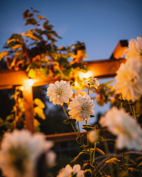White dahlias at dusk with string lights behind