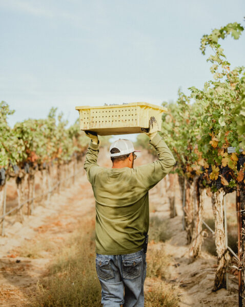 Vineyard employee in a green shirt carrying a small bin of fruit above his head down a vineyard row