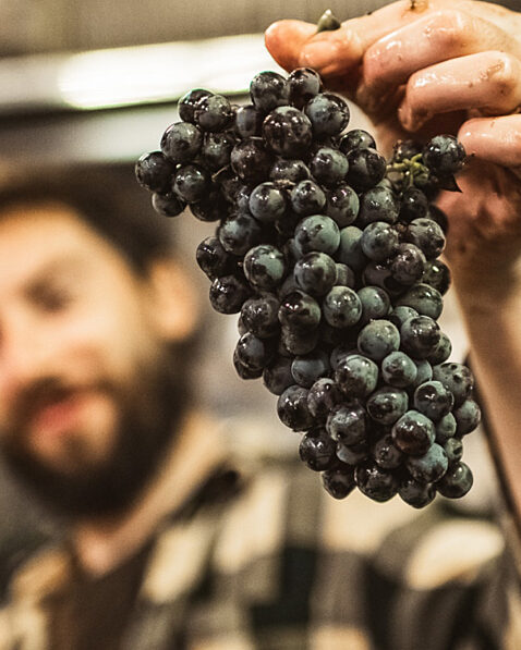 Close up of male holding a large cluster of red grapes in his hand