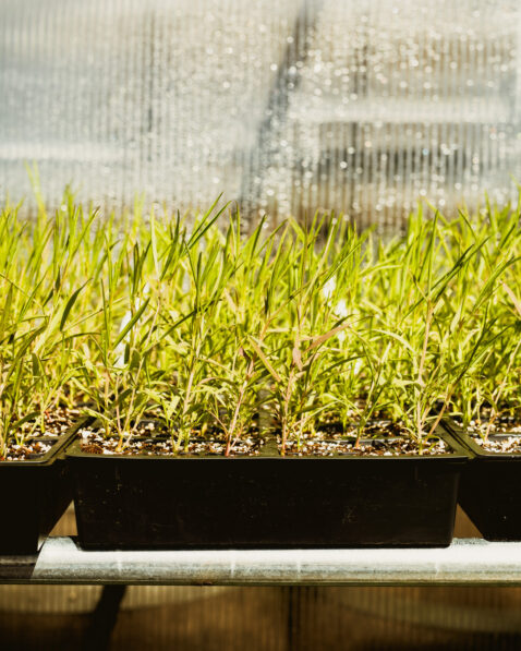 Side view of sprouted plants in trays