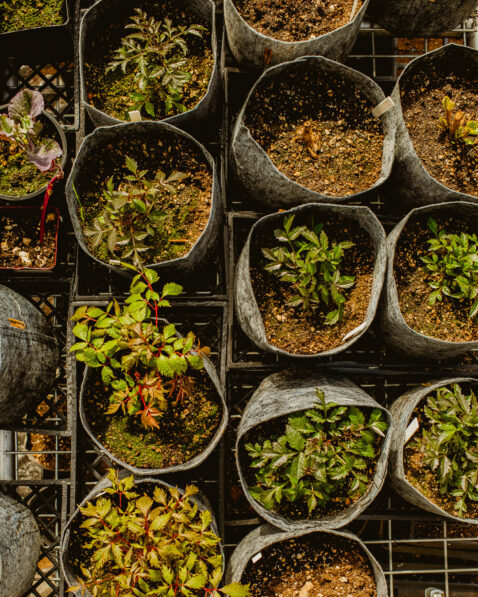 Looking down on baby plants in felt planters