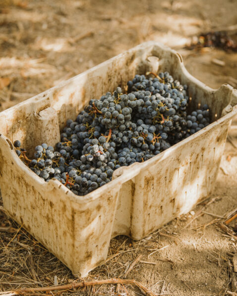 Small bin on the ground full of red fruit clusters