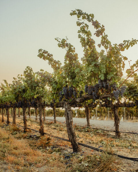 Upwards view of vines with many red grape clusters hanging