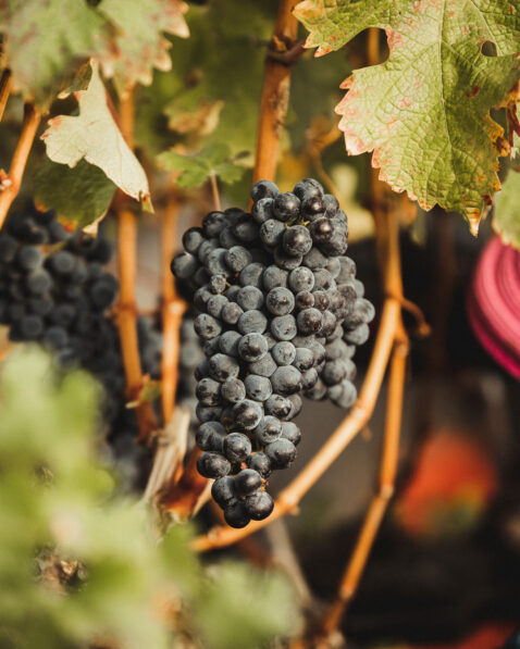 Close up of a single red grape cluster on a vine