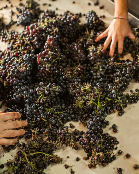 Clusters of red grapes on a sorting table with hands sorting out unwanted materials