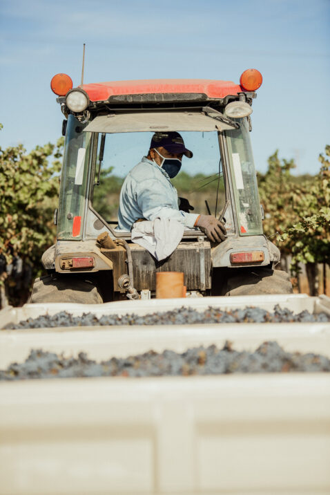 Vineyard employee driving a tractor, pulling two large bins of red fruit