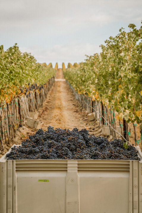 Large bin full of red grapes with a long vineyard row in the background
