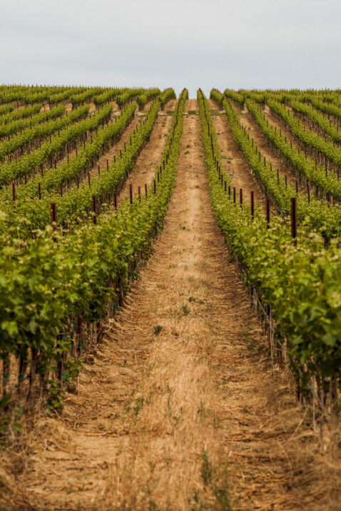 Looking directly down green vineyard rows