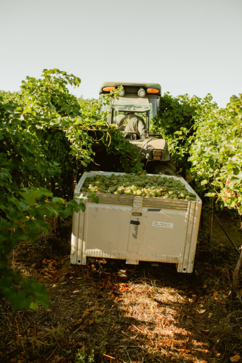 A tractor moving down a vineyard row pulling a large bin full of white grapes