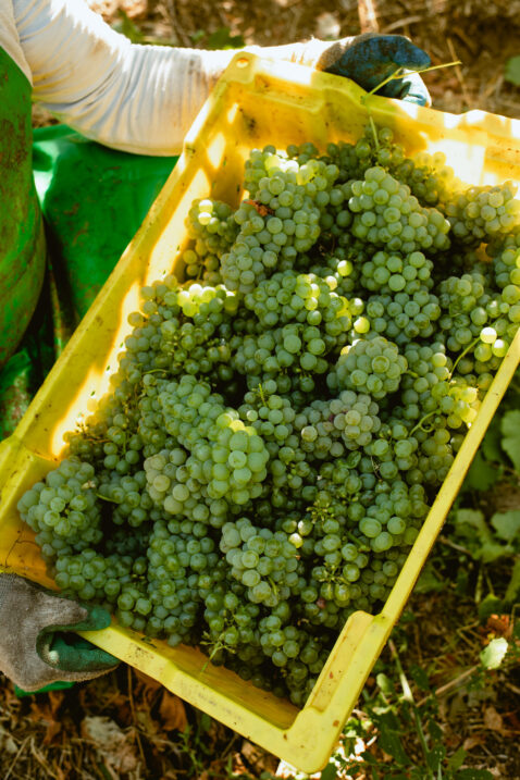 Looking down on someone holding a small yellow bin full of Sauv Blanc grape clusters