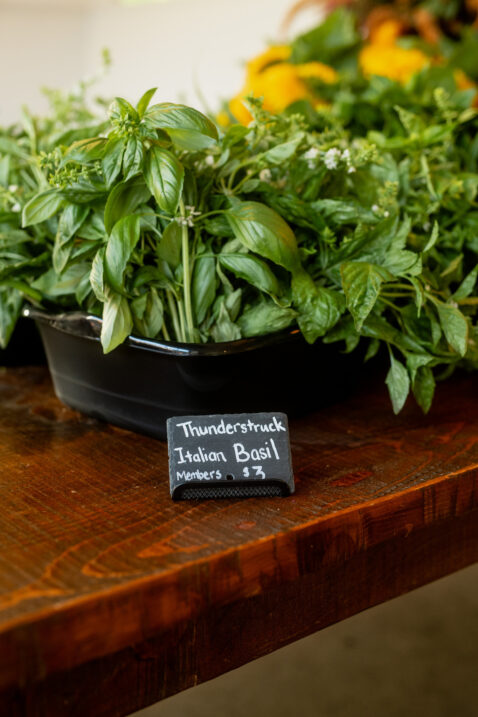 Italian basil in small posts for sale