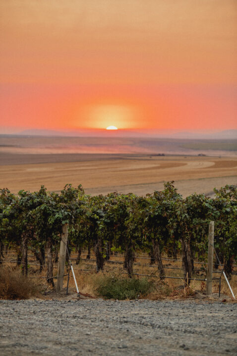 Pink and orange sunset over wheat fields with vineyards in the foreground