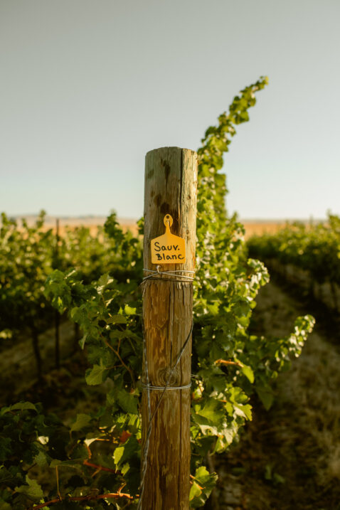 A vineyard post with a yellow tag hanging on it reading Sauv Blanc