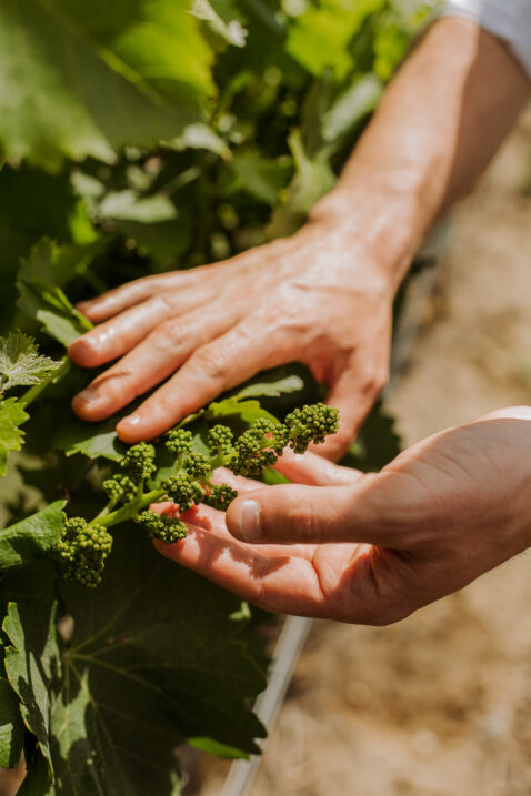 Hands holding green grape buds