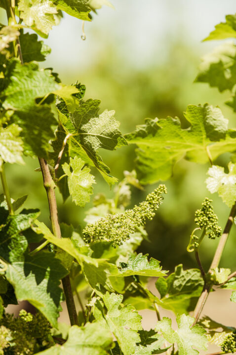 Close up of green grape buds on vines