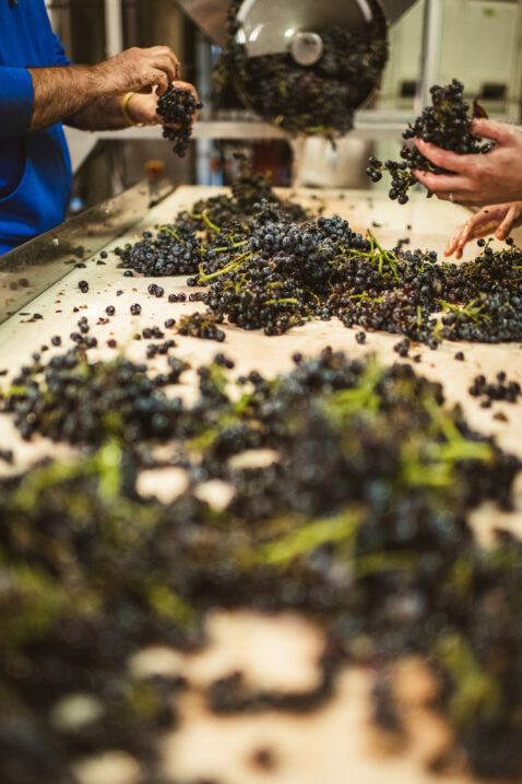 Looking down a sorting table with red grape clusters in focus and with hands sorting unwanted material