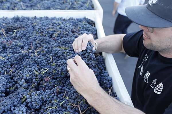 Winemaker Aryn Morell leaning over a large white bin full of red grapes, examining a cluster