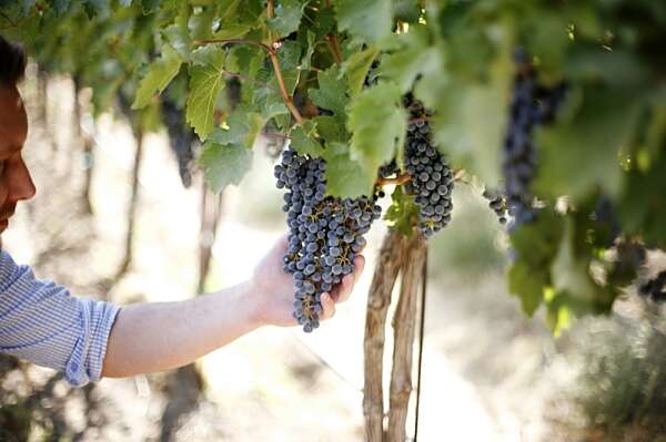 Owner Bryan Otis kneeling down below a vine and holding a cluster of red grapes