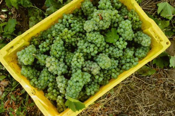 Looking down on a yellow bin of white grape clusters