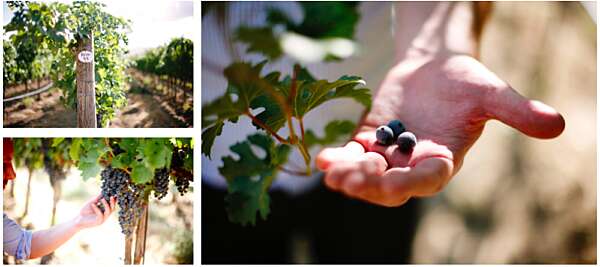 Collage: Looking down a vineyard row, holding a cluster of red grapes on the vine, a palm with a few red berries